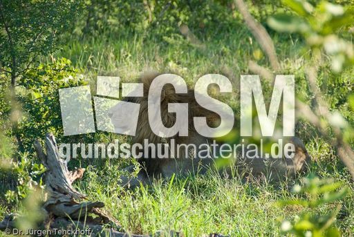 Löwen (9 von 69).jpg